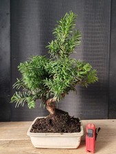 bonsai tasso 37 cm visita il