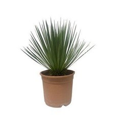 2 x Yucca Rostrata 60 cm |