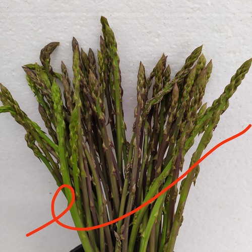 Semi asparagi selvatici - semi, di