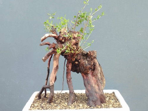 Bonsai mirto selvatico 30x20cm - bonsai,
