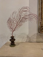 Gorgonia Naturale Con Base