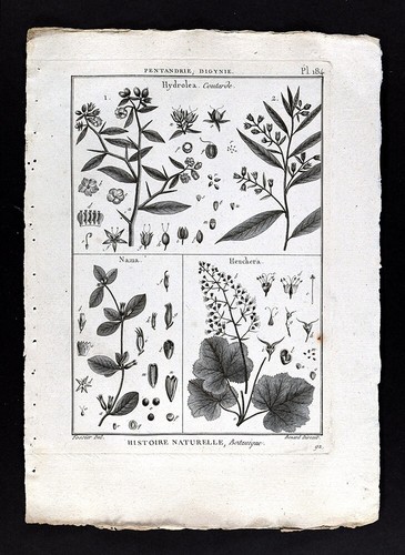 1793 lamarck stampa botanica - stampa,