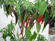 30 semi puri originali di