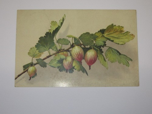 Cartolina illustrata viaggiata - cartolina,