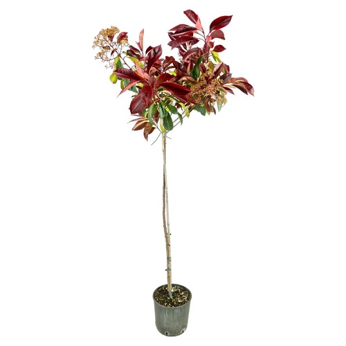 Pianta photinia red robin - photinia,