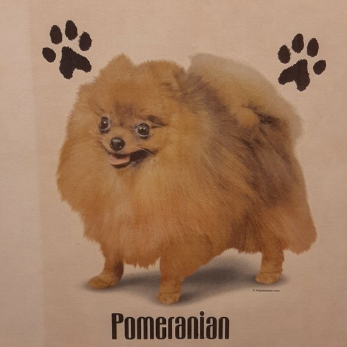 Camicia pomeranian dog razze - camicia,