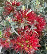 Metrosideros Excelcea (50