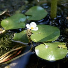 Lotto PZ.3 Hydrocharis