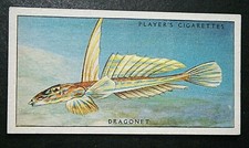 COMMON DRAGONET  Vintage