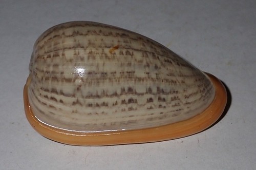Huge pattern marginella - huge,
