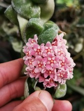 2 pezzi Hoya Compacta aka o