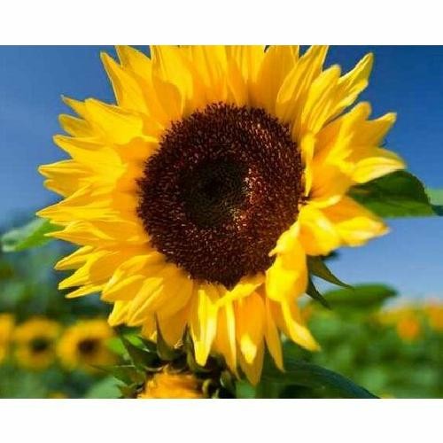 Girasole gigante set pezzi - gigante, 5