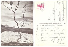 127138 - Albero calvo con