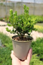 Bosso "Buxus microphylla