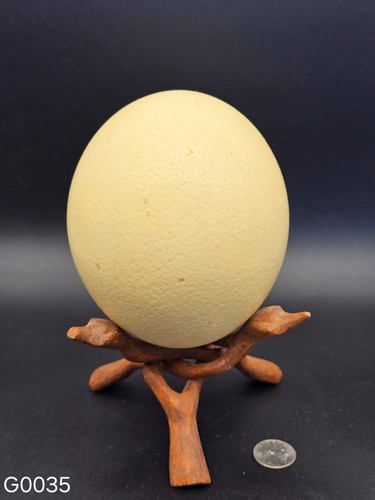 Ostrich egg decorative display - ostrich,