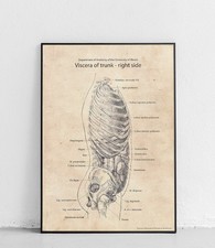 Illustrazione anatomia organi
