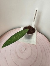 celeste HOYA Hoya sp. Rindu