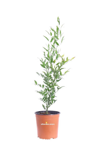 Pianta vera ruscus - pianta,