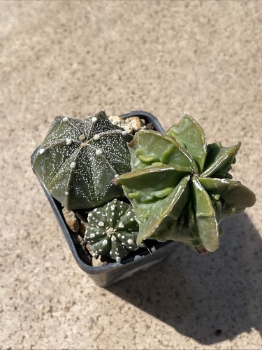 Astrophytum asterias tris - astrophytum,