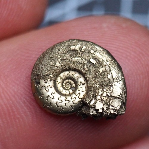 Ammonite pirite miniatura - , 15