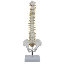 Colonna vertebrale umana - colonna,