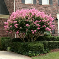 Lagerstroemia indica Rosa