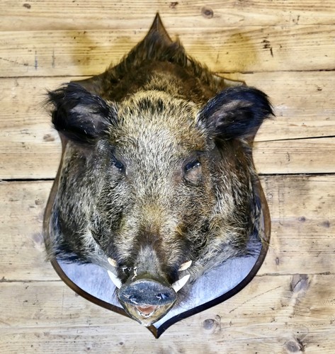 Trofeo caccia testa - , di