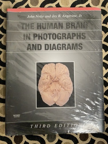 The human brain photographs - brain, in