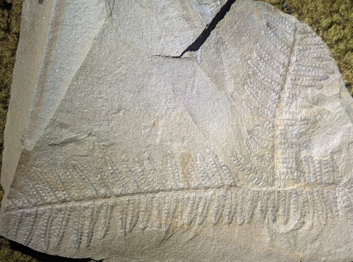Piastra felce pecopteris - di,