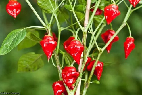 Semi peperoncino habanero - peperoncino,