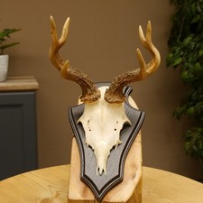 Capriolo Grandi Cervi Bock