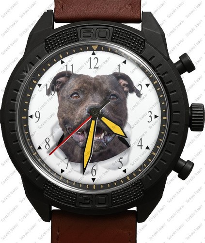 Staffie americana - staffie,