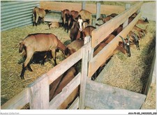 AVAP9-0667-85 - NOIRMOUTIER -