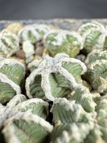 Aztekium hintonii minor gcg - hintonii,