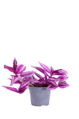 Pianta vera tradescantia - vera, di
