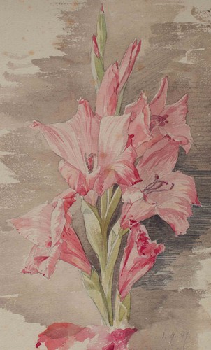 Johannes hanse gladiole studio - johannes,