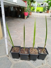 Jubaea chilensis 30-50 cm palma da miele cilena palma resistente pianta di 1-2 anni
