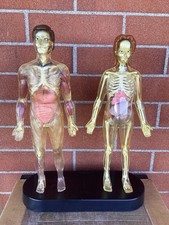 IL CORPO UMANO MODELLINO UOMO