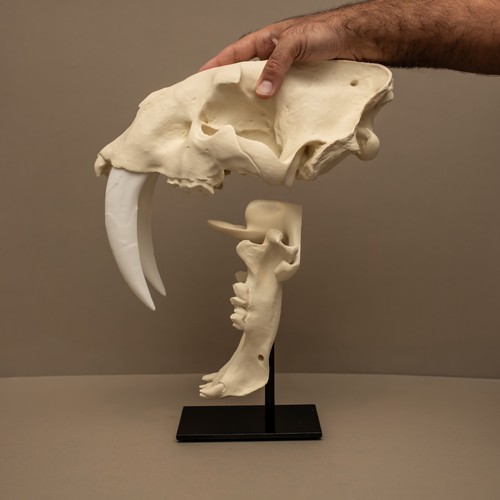Sabertooth skull replica life - skull,