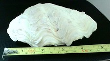 Tridacna elongata completa - tridacna,