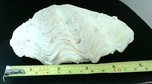 Tridacna elongata completa - tridacna,