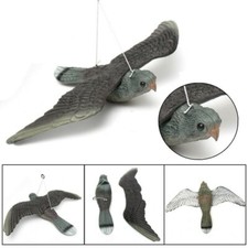 FALCO SPAVENTA PASSERI