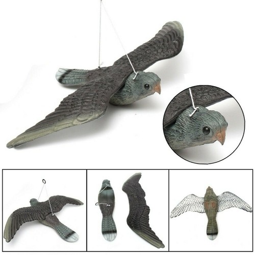 Falco spaventa passeri - falco,