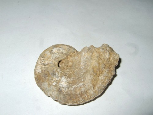 Fossili ammonite - -,
