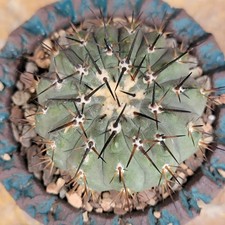 Copiapoa cinerea -  Black