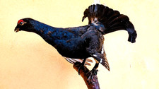 Trofeo caccia gallo - di,