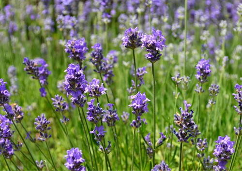 English lavender 500 seeds - lavender,
