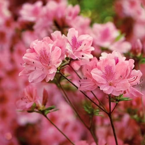 Gal azalea hampton beauty - gal.,