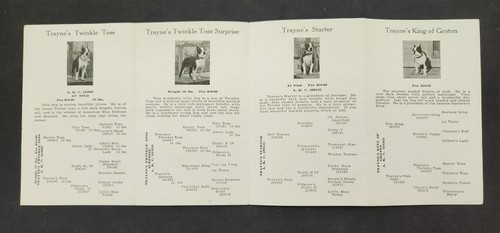 Antico trayne groton kennels - antico,