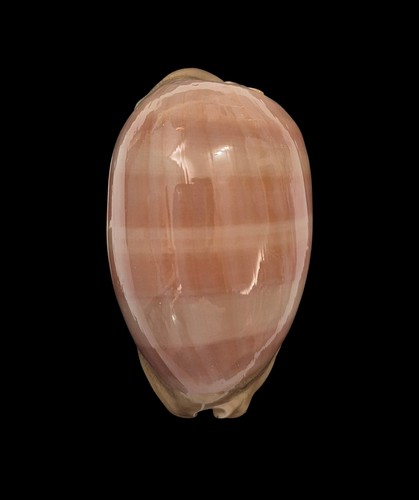 Conchiglia shell cypraea - shell,
